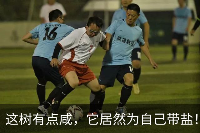 这树有点咸，它居然为自己带盐！古人没盐了就找这种树救急！